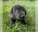 Small #8 Shepradors