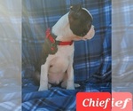 Small #7 Boston Terrier