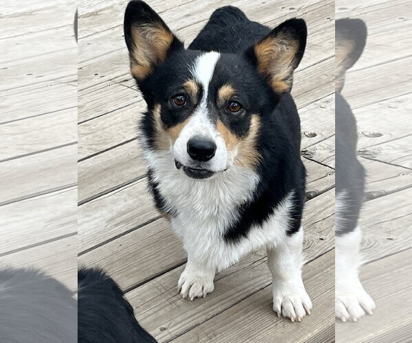 Medium Photo #5 Mutt Puppy For Sale in Denver , CO, USA