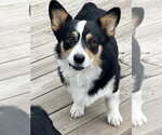 Small #4 Mutt