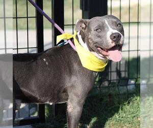 American Staffordshire Terrier-Unknown Mix Dogs for adoption in San Antonio, TX, USA