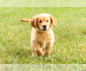 Golden Retriever Puppy for sale in WOLCOTTVILLE, IN, USA