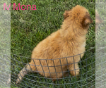 Small #1 Miniature Australian Shepherd-Poodle (Toy) Mix