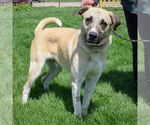 Small #3 Anatolian Shepherd Mix