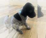 Puppy 4 German Shorthaired Pointer