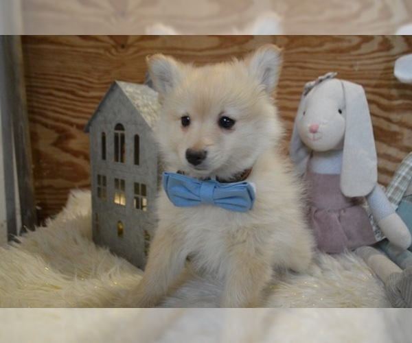 Medium Photo #3 Pomeranian Puppy For Sale in HONEY BROOK, PA, USA