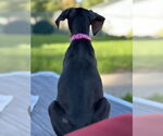 Small #6 Doberman Pinscher Mix