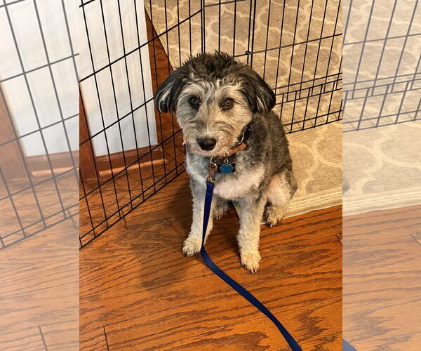 Medium Photo #7 Aussiedoodle Miniature  Puppy For Sale in St. Louis Park, MN, USA