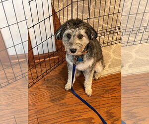 Benji - Male Aussiedoodle Miniature  Dog for Adoption - Photo #7