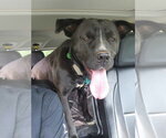 Small #2 Labrador Retriever Mix