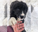 Small Photo #7 Great Pyrenees-Newfoundland Mix Puppy For Sale in BREWSTER, WA, USA