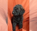 Small Photo #6 Bernedoodle (Miniature) Puppy For Sale in GOSHEN, IN, USA