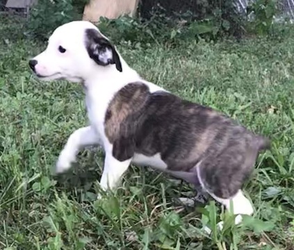 feist puppies for sale in mississippi