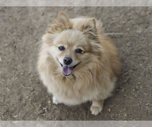 Pomeranian Dogs for adoption in Ojai, CA, USA