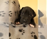Small Photo #2 Great Dane Puppy For Sale in COLLINSVILLE, OK, USA