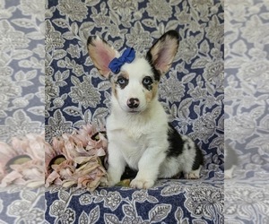 Pembroke Welsh Corgi Puppy for sale in QUARRYVILLE, PA, USA