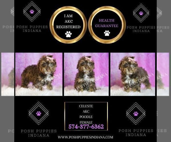 Medium Photo #7 Poodle (Miniature) Puppy For Sale in WARSAW, IN, USA