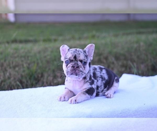 Medium Photo #3 French Bulldog Puppy For Sale in DECATUR, GA, USA
