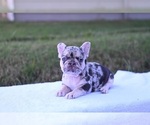 Small Photo #16 French Bulldog Puppy For Sale in DECATUR, GA, USA
