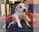 Small #3 Mutt