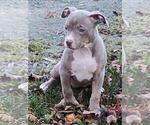 Puppy Minnie Mouse American Bully