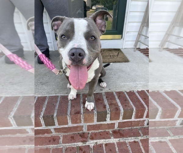 Medium Photo #1 American Bully Puppy For Sale in RICHMOND, VA, USA