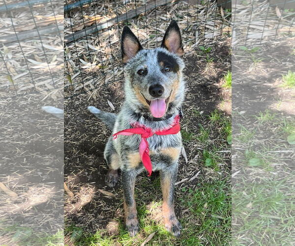 Medium Photo #1 Mutt Puppy For Sale in Garden City, NY, USA