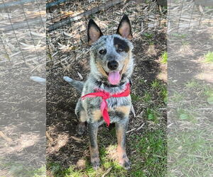 Mutt Dogs for adoption in Garden City, NY, USA