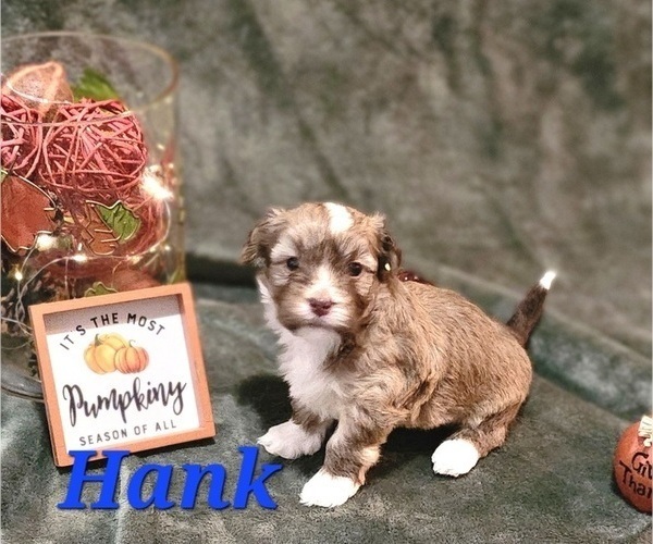 Medium Photo #5 Havanese Puppy For Sale in ALBION, PA, USA