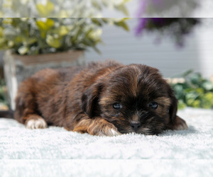 Medium Shorkie Tzu