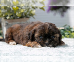 Puppy 4 Shorkie Tzu