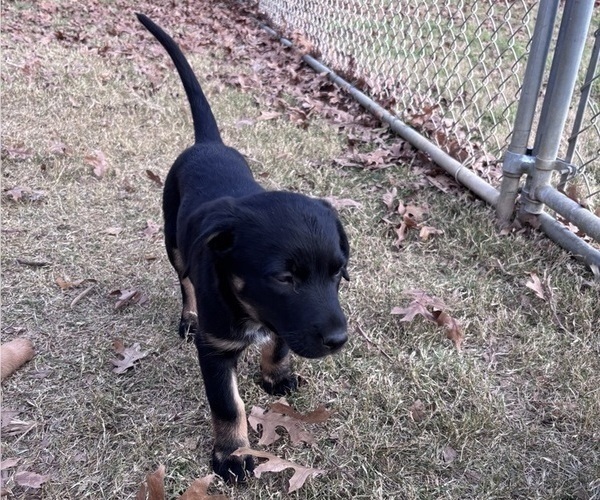 Medium Photo #15 Australian Shepherd-Belgian Malinois Mix Puppy For Sale in CROWLEY, TX, USA