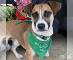 Roper - Male Jack-A-Bee Dog for Adoption - Small photo