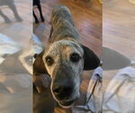 Small #1 Mutt