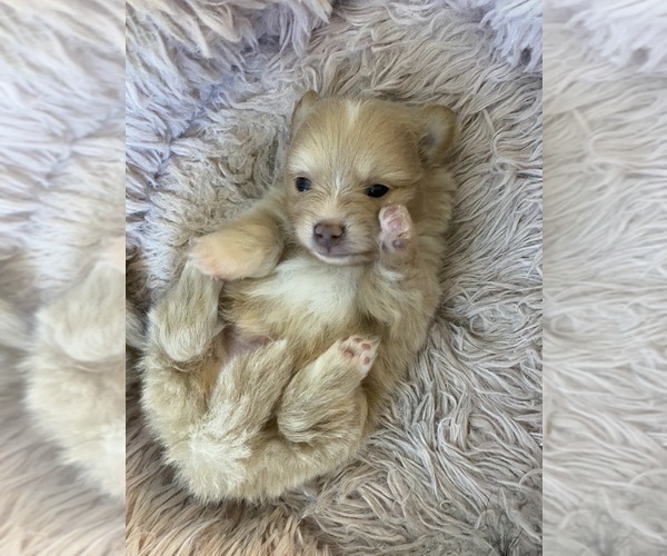 Medium Photo #5 Pomeranian Puppy For Sale in FAIRFIELD, CA, USA