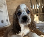 Small #7 Cocker Spaniel