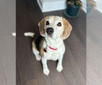 Small #1 Beagle