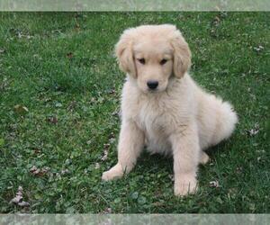 Golden Retriever Puppy for sale in SHILOH, OH, USA
