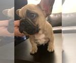 Small #3 French Bulldog