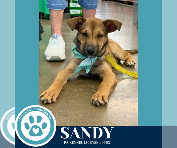 Medium Photo #4 Bulldog-Unknown Mix Puppy For Sale in Kimberton, PA, USA