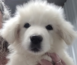 Great Pyrenees Puppy for sale in SCOTTSVILLE, KY, USA