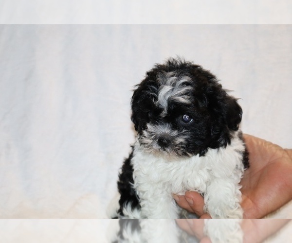 Medium Photo #3 ShihPoo Puppy For Sale in DYERSBURG, TN, USA