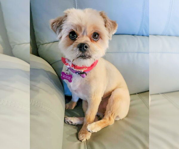 Medium Photo #4 Shih Tzu Puppy For Sale in Corona, CA, USA