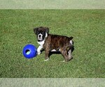 Small Photo #11 Boxer Puppy For Sale in CHILHOWEE, MO, USA
