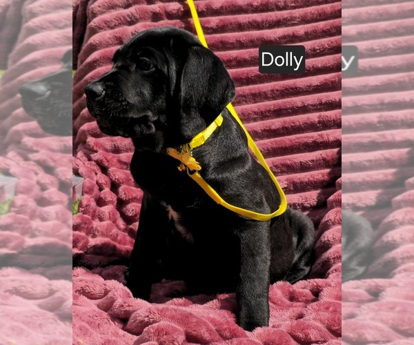 Medium Photo #5 Cane Corso Puppy For Sale in MINERAL WELLS, WV, USA
