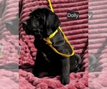 Small #4 Cane Corso