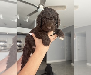 Goldendoodle Puppy for Sale in LEHIGH ACRES, Florida USA