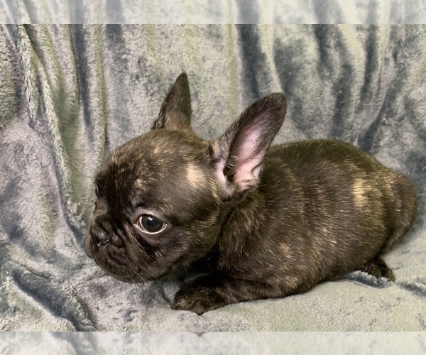 Medium Photo #4 French Bulldog Puppy For Sale in MBORO, TN, USA