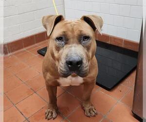 American Pit Bull Terrier Dogs for adoption in Camarillo, CA, USA