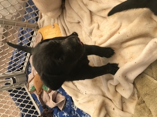 Labrador Retriever Puppy for sale in TROY, OH, USA